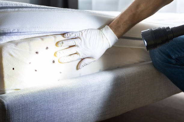Best Flea Control Services  in Springville, NY