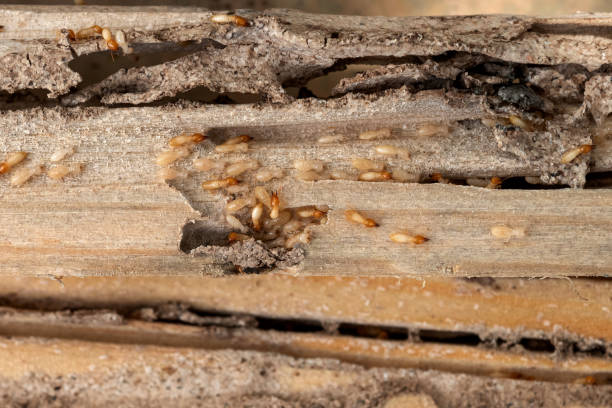 Pest Control for Restaurants in Springville, NY