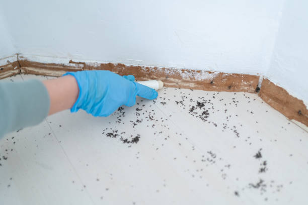 Reliable Springville, NY Pest Control Solutions
